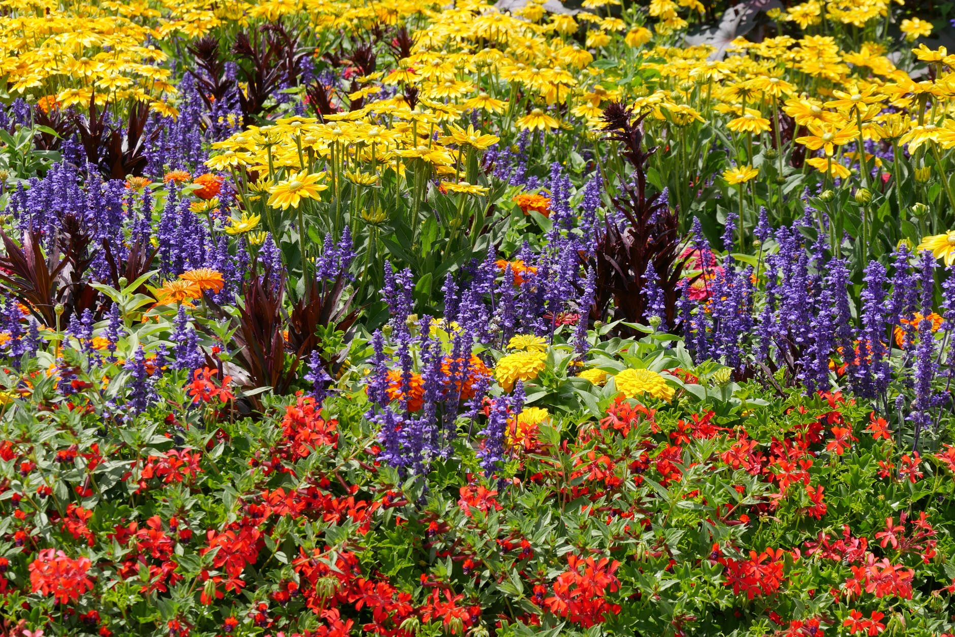 Read more about the article Bedding Plants for your Garden