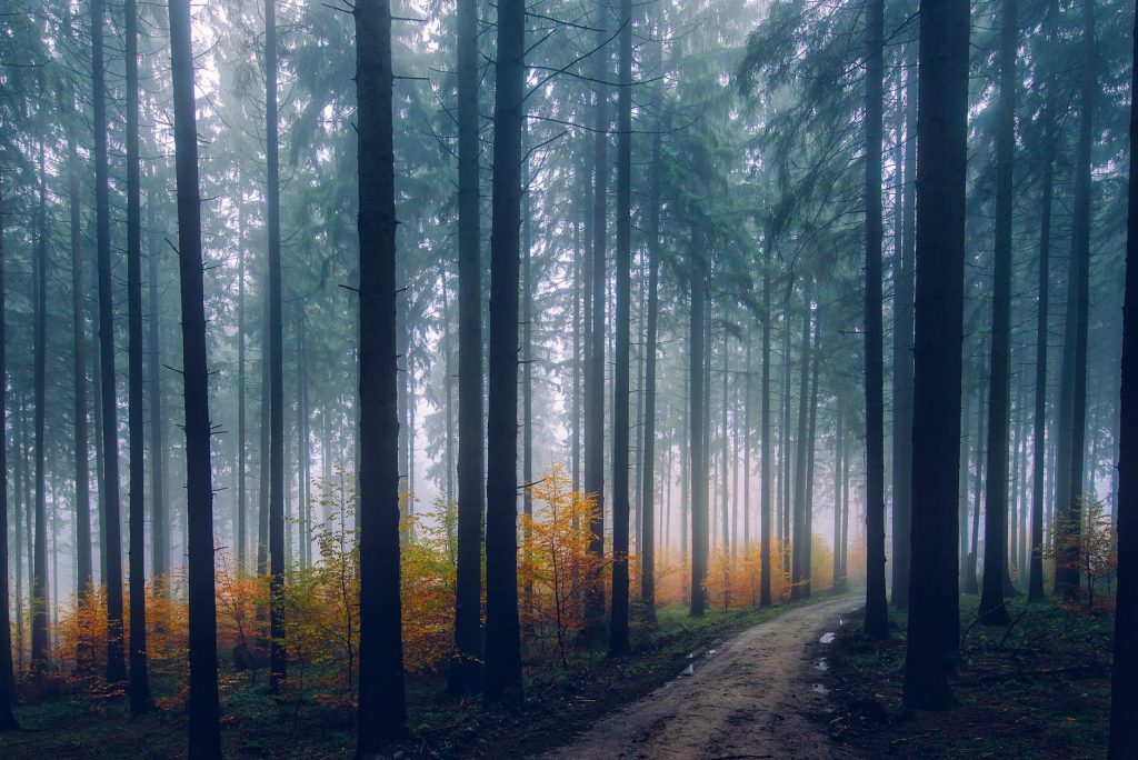 trees in forest during sunset