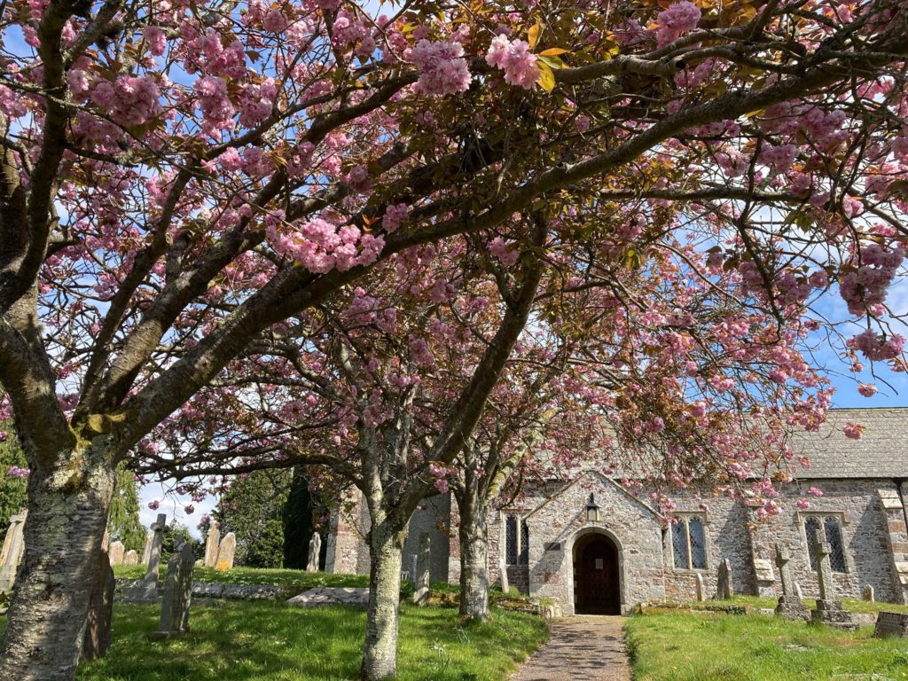Holcombe Burnell Church with Blossom
